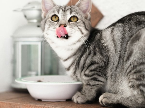 What are the health benefits of raw diets for cats?